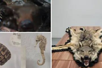 Medvjed, palma, vuk, preparirane ptice: Evo &scaron;to su sve putnici poku&scaron;ali unijeti u na&scaron;u zemlju