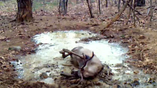 Nesvakida&scaron;nji prizor iz Nacionalnog parka Sjeverni Velebit: Jelen uživa u blatnom spa tretmanu