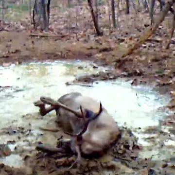 Nesvakida&scaron;nji prizor iz Nacionalnog parka Sjeverni Velebit: Jelen uživa u blatnom spa tretmanu