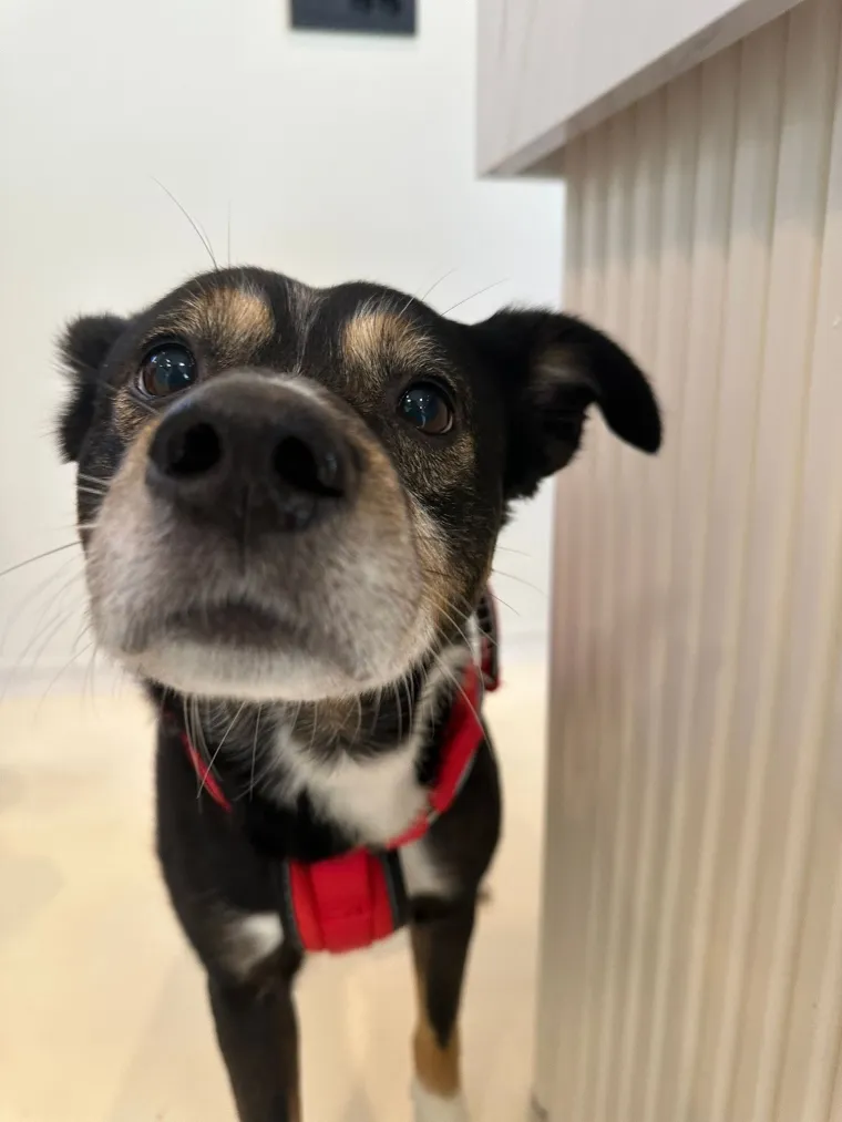 Ivona Ažić o svom radijskom putu: 'Bravo je moja želja od samog početka'