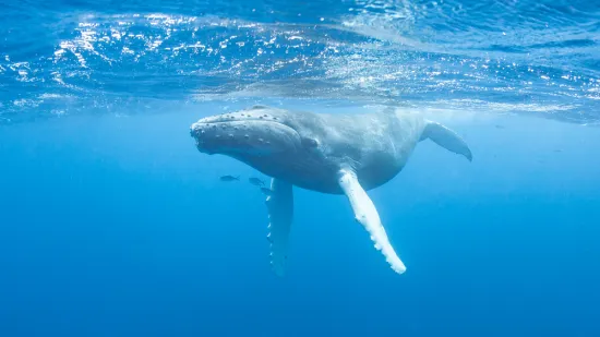 Otkrivena snimka stara 75 godina: Najstarija kitova pjesma promijenit će sve &scaron;to znamo o oceanu