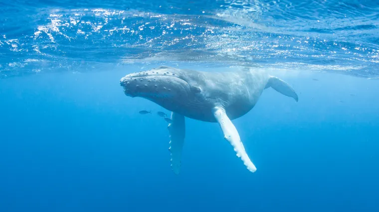 Otkrivena snimka stara 75 godina: Najstarija kitova pjesma promijenit će sve &scaron;to znamo o oceanu