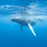 Otkrivena snimka stara 75 godina: Najstarija kitova pjesma promijenit će sve &scaron;to znamo o oceanu