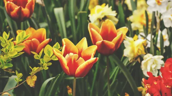 [KVIZ] Samo će veliki ljubitelji znati sve o proljetnom cvijeću