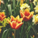 [KVIZ] Samo će veliki ljubitelji znati sve o proljetnom cvijeću