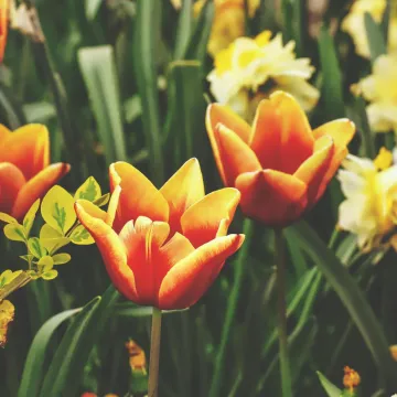 [KVIZ] Samo će veliki ljubitelji znati sve o proljetnom cvijeću