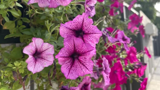 Isprva su je smatrali neuglednim korovom: Ova biljka krasi vrtove i balkone rasko&scaron;nim bojama