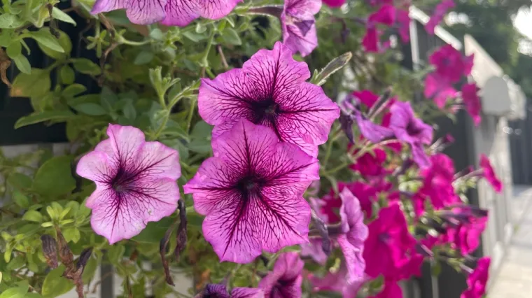 Isprva su je smatrali neuglednim korovom: Ova biljka krasi vrtove i balkone rasko&scaron;nim bojama