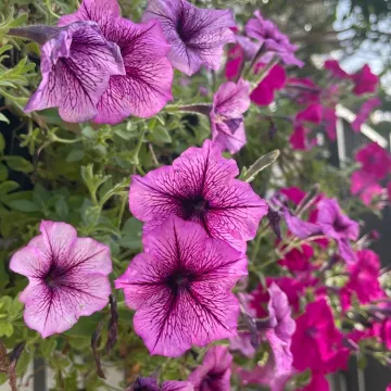 Isprva su je smatrali neuglednim korovom: Ova biljka krasi vrtove i balkone rasko&scaron;nim bojama