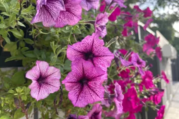 Isprva su je smatrali neuglednim korovom: Ova biljka krasi vrtove i balkone rasko&scaron;nim bojama