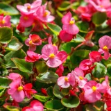 Ova biljka osjetljiva je na vi&scaron;ak vlage: Uzgoj ima brojne izazove, ali svaki trud se isplati