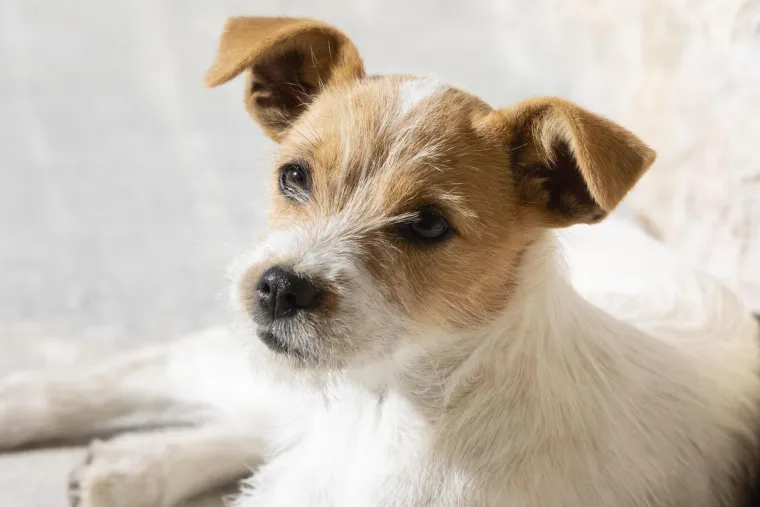 Nemojte da vas veličina zavara: Ovaj mali psić ima hrabrost lava i nevjerojatnu inteligenciju