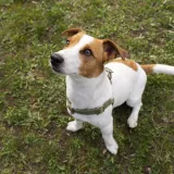 Nemojte da vas veličina zavara: Ovaj mali psić ima hrabrost lava i nevjerojatnu inteligenciju