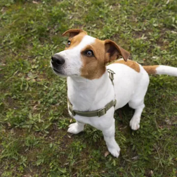 Nemojte da vas veličina zavara: Ovaj mali psić ima hrabrost lava i nevjerojatnu inteligenciju