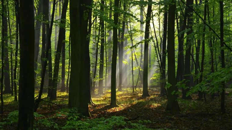 [KVIZ] Samo će pravi ljubitelji prirode znati ba&scaron; sve o &scaron;umama