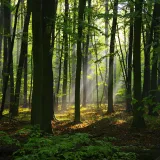 [KVIZ] Samo će pravi ljubitelji prirode znati ba&scaron; sve o &scaron;umama
