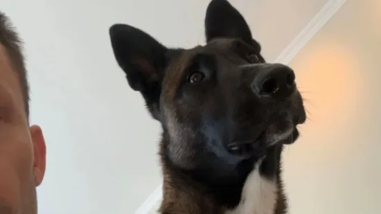 Hektor sve zna i bez glasovnih naredbi