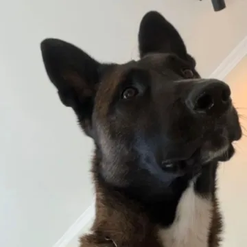 Hektor sve zna i bez glasovnih naredbi