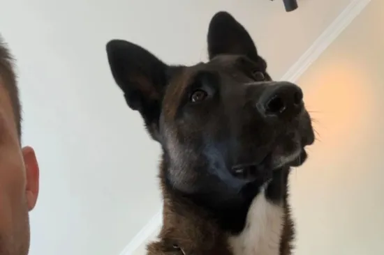 Hektor sve zna i bez glasovnih naredbi