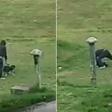 Uznemirujuća snimka zlostavljanja psa u Zagrebu: 'Klečao je koljenom na njemu i tukao ga'