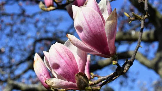 Za&scaron;to proljeće vi&scaron;e ne počinje 21. ožujka? Na stari datum čekat ćemo do 2101. godine, evo za&scaron;to