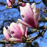 Za&scaron;to proljeće vi&scaron;e ne počinje 21. ožujka? Na stari datum čekat ćemo do 2101. godine, evo za&scaron;to