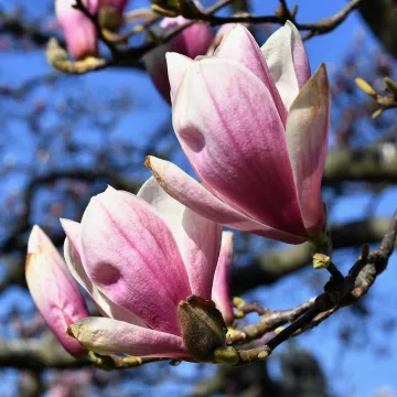 Za&scaron;to proljeće vi&scaron;e ne počinje 21. ožujka? Na stari datum čekat ćemo do 2101. godine, evo za&scaron;to