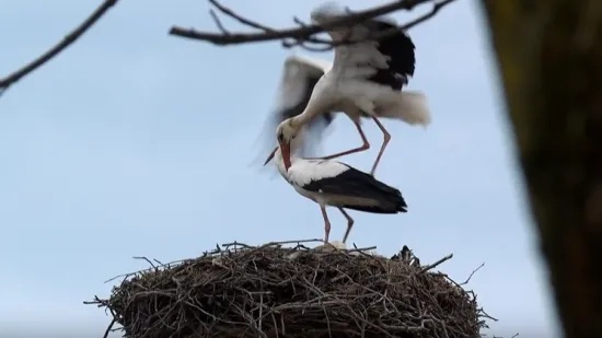 Proljeće stiže s rodama: Preletjele su tisuće kilometara, snimili smo njihov povratak u Zagreb