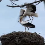 Proljeće stiže s rodama: Preletjele su tisuće kilometara, snimili smo njihov povratak u Zagreb