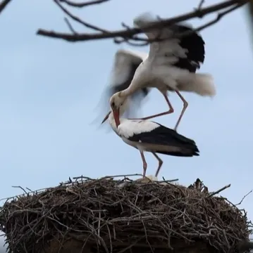 Proljeće stiže s rodama: Preletjele su tisuće kilometara, snimili smo njihov povratak u Zagreb