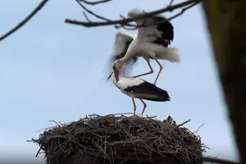 Proljeće stiže s rodama: Preletjele su tisuće kilometara, snimili smo njihov povratak u Zagreb