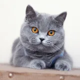 [KVIZ] Pravi mačkoljupci bez problema prepoznati će ove pasmine