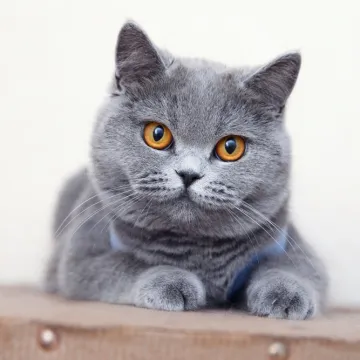 [KVIZ] Pravi mačkoljupci bez problema prepoznati će ove pasmine