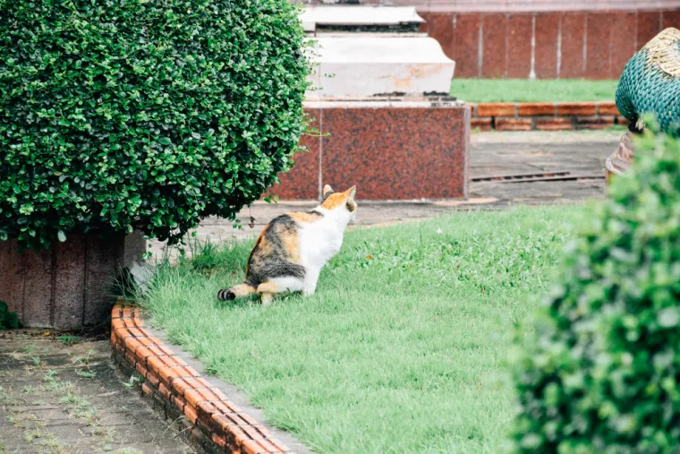 Mačke vam stvaraju probleme? Ovako vi&scaron;e neće vr&scaron;iti nuždu u vrtu