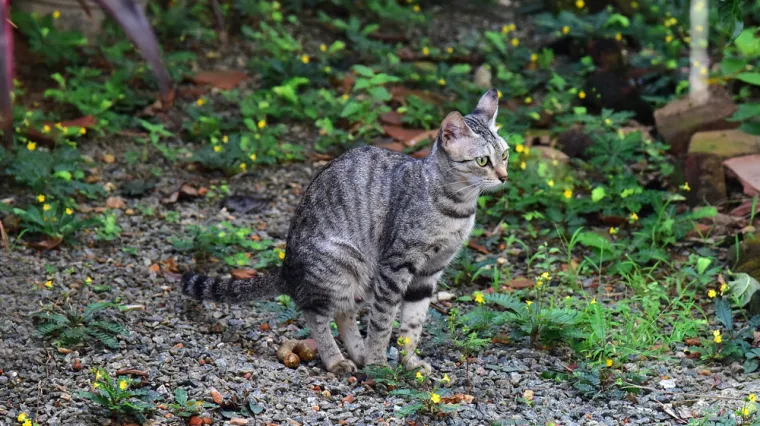 Mačke vam stvaraju probleme? Ovako vi&scaron;e neće vr&scaron;iti nuždu u vrtu