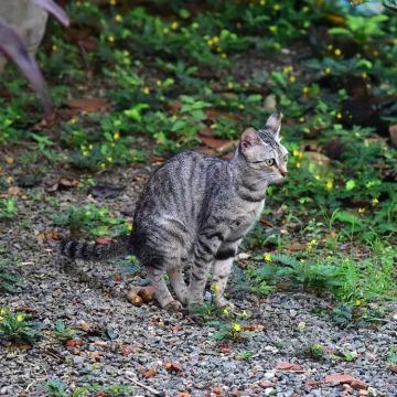 Mačke vam stvaraju probleme? Ovako vi&scaron;e neće vr&scaron;iti nuždu u vrtu