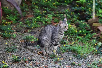 Mačke vam stvaraju probleme? Ovako vi&scaron;e neće vr&scaron;iti nuždu u vrtu
