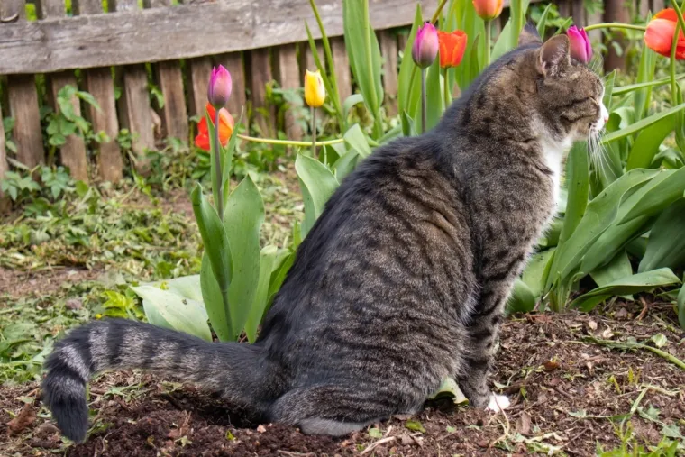 Mačke vam stvaraju probleme? Ovako vi&scaron;e neće vr&scaron;iti nuždu u vrtu