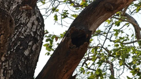 Ovaj izazov zaludio je Internet: Možete li vi pronaći majstoricu kamuflaže na ovoj fotografiji?