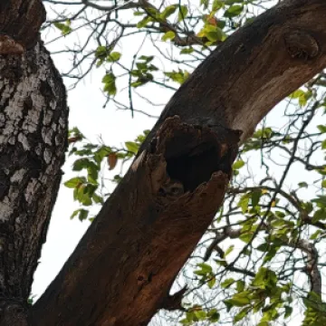 Ovaj izazov zaludio je Internet: Možete li vi pronaći majstoricu kamuflaže na ovoj fotografiji?