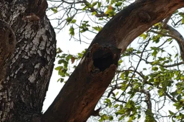 Ovaj izazov zaludio je Internet: Možete li vi pronaći majstoricu kamuflaže na ovoj fotografiji?