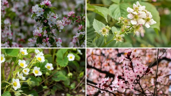 Može&scaron; li prepoznati cvijeće ovog voća? Neka pitanja mogla bi zbuniti i najveće botaničare