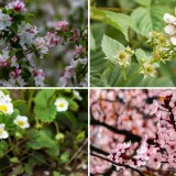 Može&scaron; li prepoznati cvijeće ovog voća? Neka pitanja mogla bi zbuniti i najveće botaničare