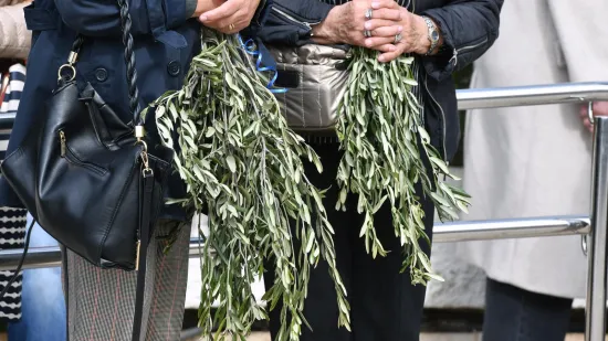 Danas se slavi Cvjetnica: Znate li za&scaron;to se blagosivljaju maslinove grančice?