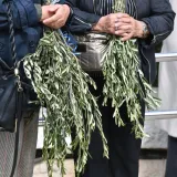 Danas se slavi Cvjetnica: Znate li za&scaron;to se blagoslivljaju maslinove grančice?