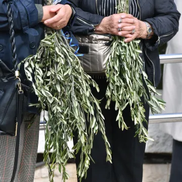 Danas se slavi Cvjetnica: Znate li za&scaron;to se blagosivljaju maslinove grančice?