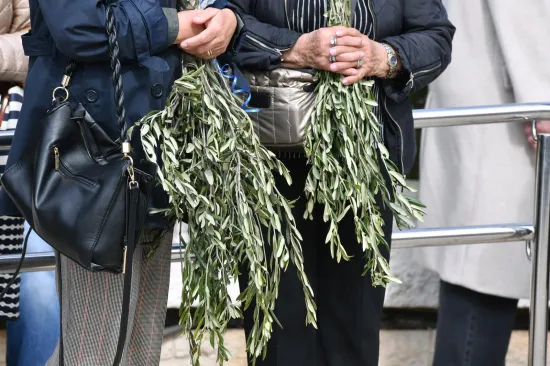 Danas se slavi Cvjetnica: Znate li za&scaron;to se blagoslivljaju maslinove grančice?