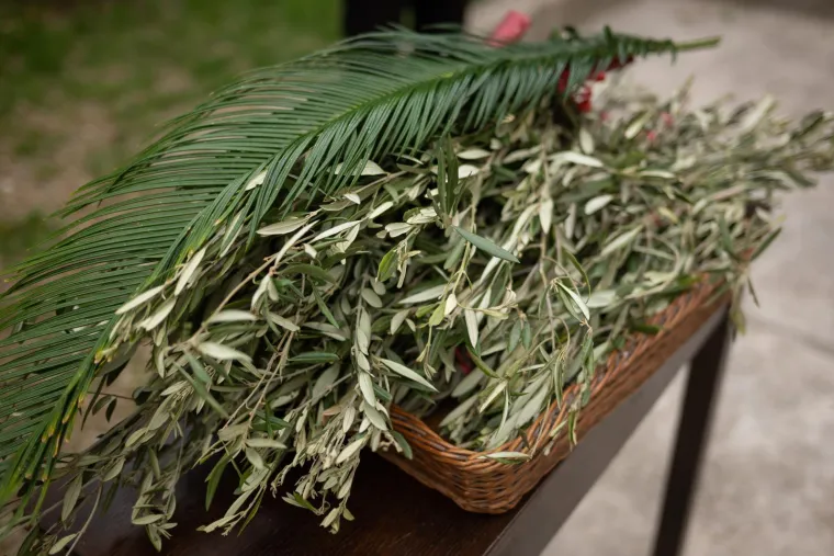Danas se slavi Cvjetnica: Znate li za&scaron;to se blagoslivljaju maslinove grančice?