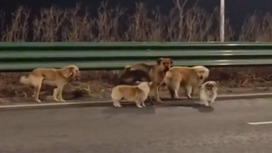 Nije Lesi nego Dapang, ali vratio se kući i poveo drugih &scaron;est ukradenih pasa