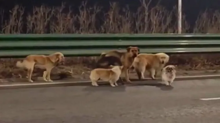 Nije Lesi nego Dapang, ali vratio se kući i poveo drugih &scaron;est ukradenih pasa